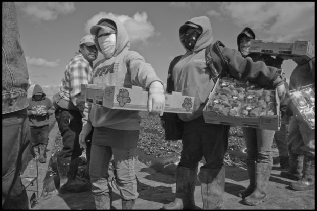 Thousands of Farmworkers Can’t Make a Living