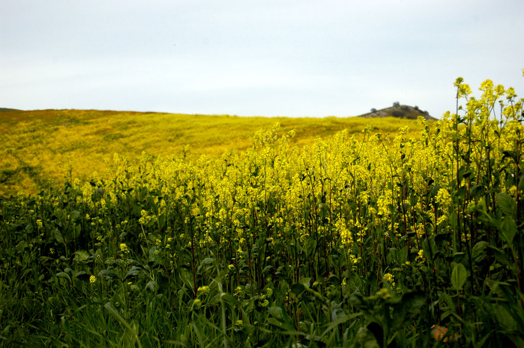 Huge Victory for Kettleman City and Environmental Justice Allies