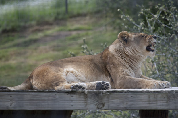 Exotic Cat Zoo Facing Trouble in Coronavirus Shutdown