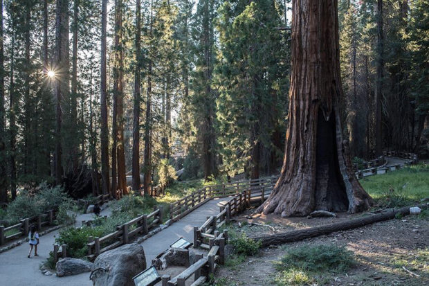 14 Things You Need to Know about the Giant Sequoia National Monument
