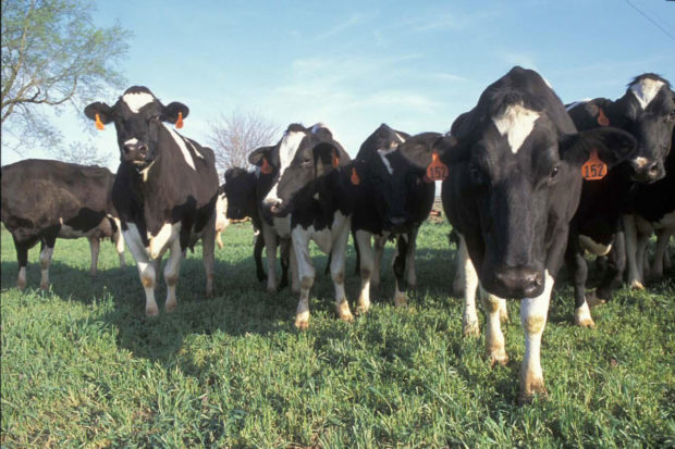 Clearing the Air: Dairies and Climate Change