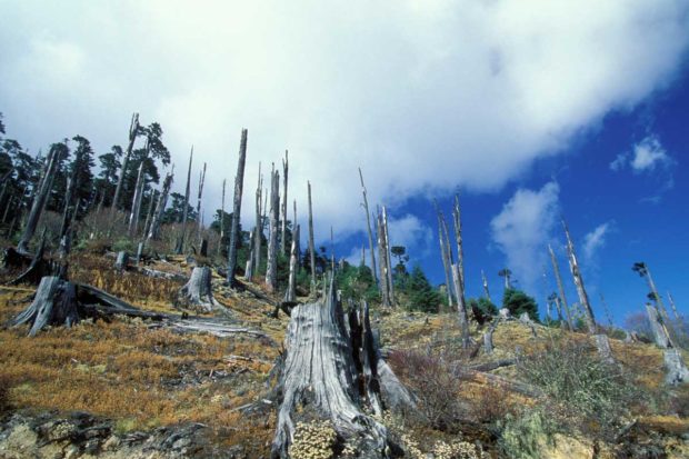 Clearing the Air: Reducing Emissions from Deforestation and forest Degradation