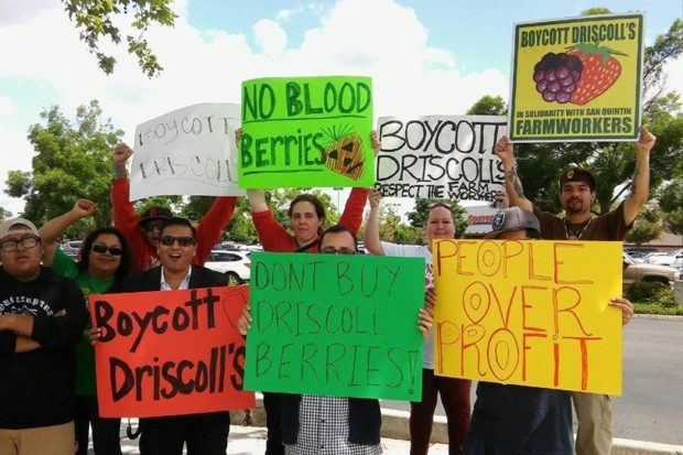 BOYCOTT DRISCOLL’S | Farmworker Appreciation Day at Fresno State