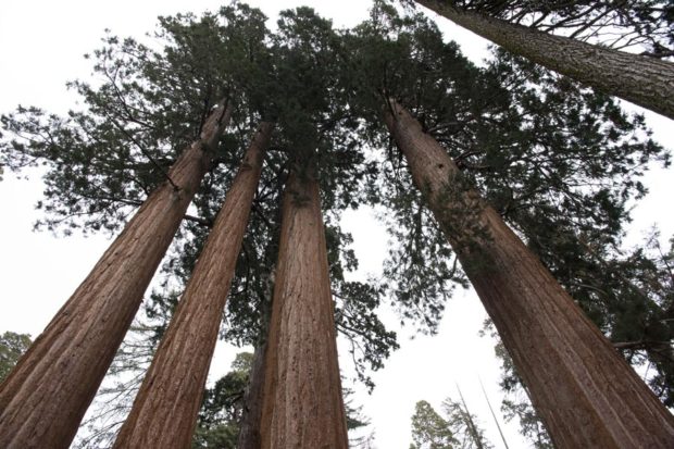 Study Says Climate Change and Drought Threatens Giant Sequoias