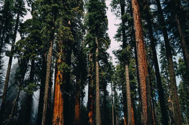 Save the Giants: Giant Sequoia National Monument