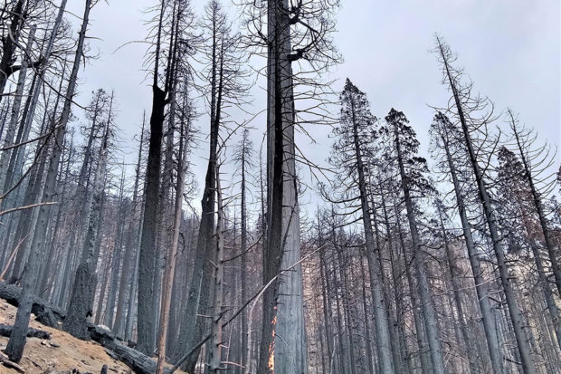 Giant Sequoias Killed by the Thousands in Castle Fire
