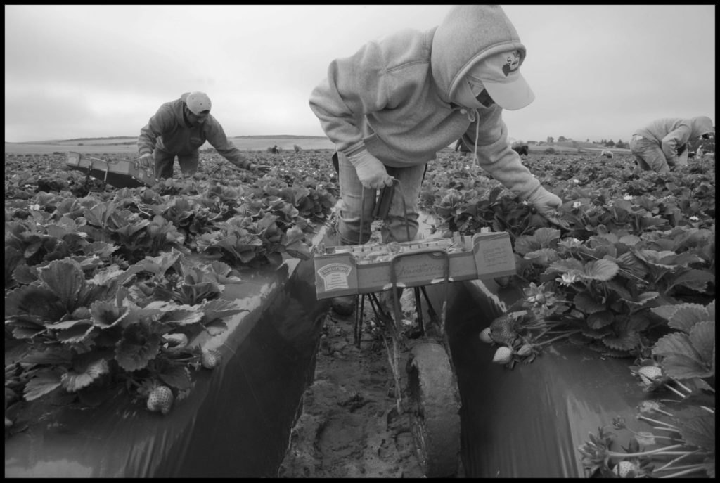 Maria Perez in a crew of indigenous Oaxacan farm workers pick strawberries in a field near Santa Maria. Image by David Bacon.