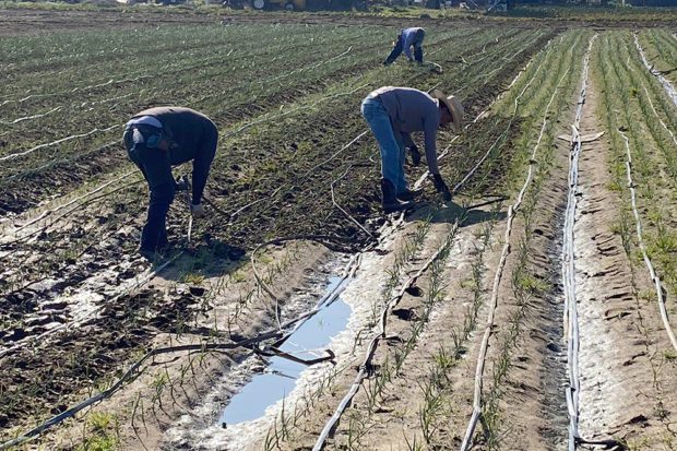 California: Campesinos Involucrados en Investigaciones Laborales Recibirán Ayuda Legal Para Migración