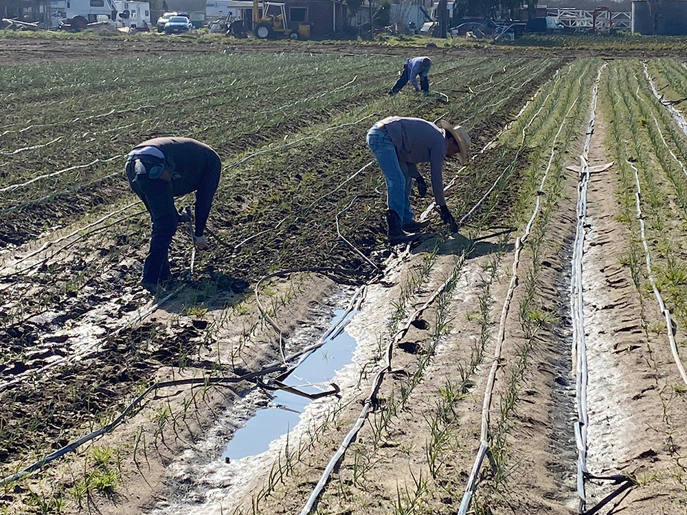 California Campesinos Involucrados en Investigaciones Laborales