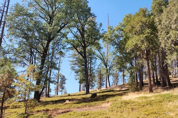 This beautiful forest hillside has been restored to survive future wildfires. Photo by Vic Bedoian