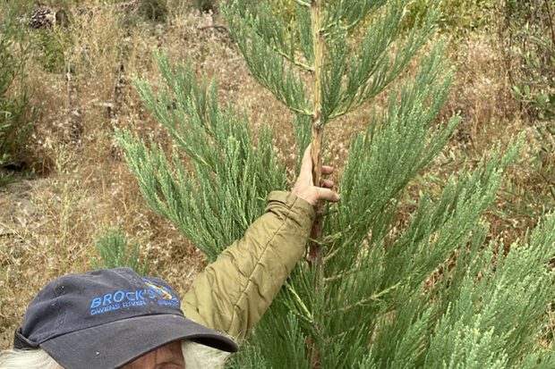 El guardabosques de Sierra Nevada, Jem Bluestein, con una Sequoia gigante que plantó en la cuenca del arroyo Musick después del gran incendio de Creek de 2020. Foto cortesía de Jem Bluestein