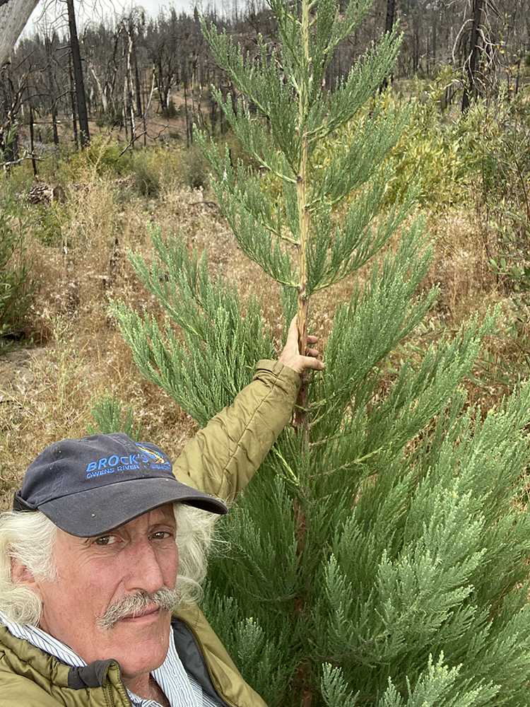 El guardabosques de Sierra Nevada, Jem Bluestein, con una Sequoia gigante que plantó en la cuenca del arroyo Musick después del gran incendio de Creek de 2020. Foto cortesía de Jem Bluestein