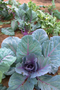 Some of the winter garden bounty at Dakota Eco Garden: purple cabbage and kohlrabi. 