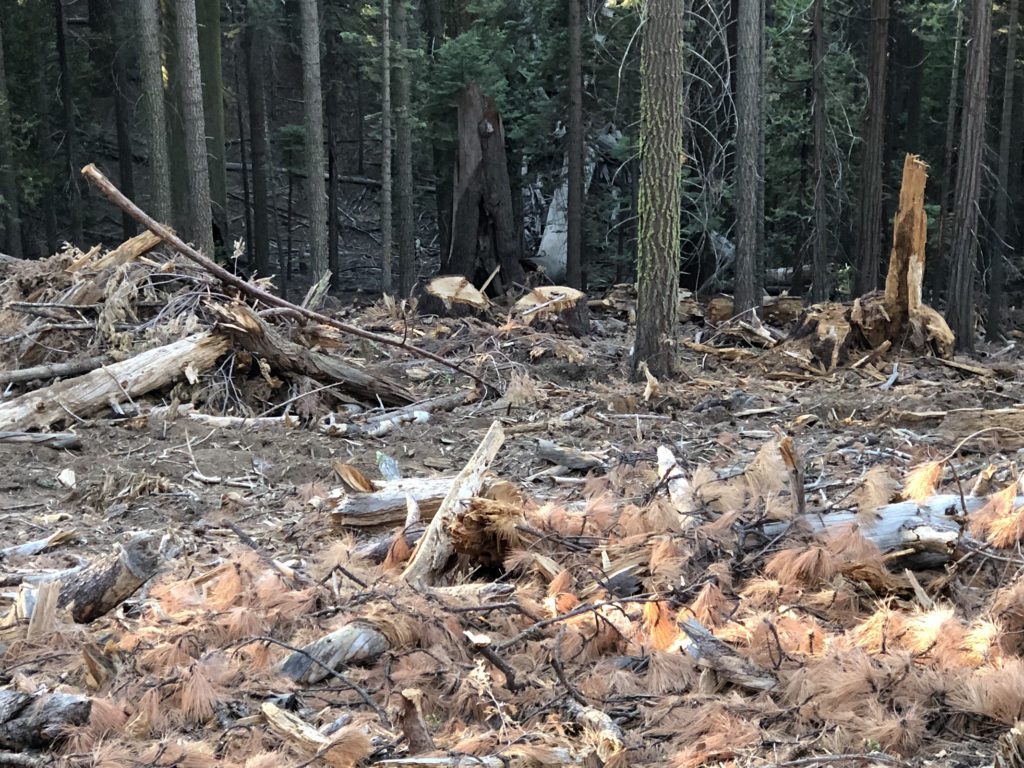 Yosemite Logging Halted by Lawsuit over Environmental Concerns ...