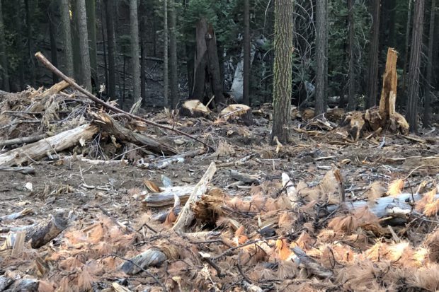 Yosemite Logging Halted by Lawsuit over Environmental Concerns