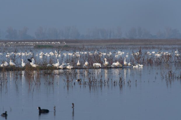 Snow geese and ponds at the Merced National Wildlife Refuge. Photo by Peter Maiden