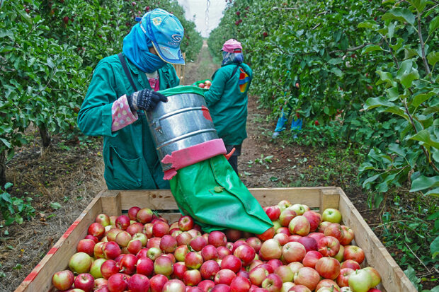 Expect a sharp rise in the price of handpicked produce if essential workers are deported. Photo by Moussa Idrissi, courtesy of Pexel.com