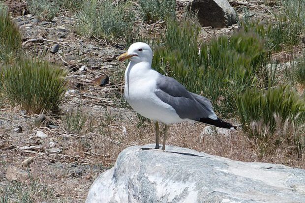Mono Lake’s Endangered California Gulls
