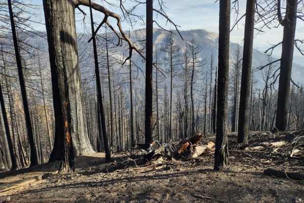 Giant Sequoia Land Managers Report 2021 Wildfire Devastation