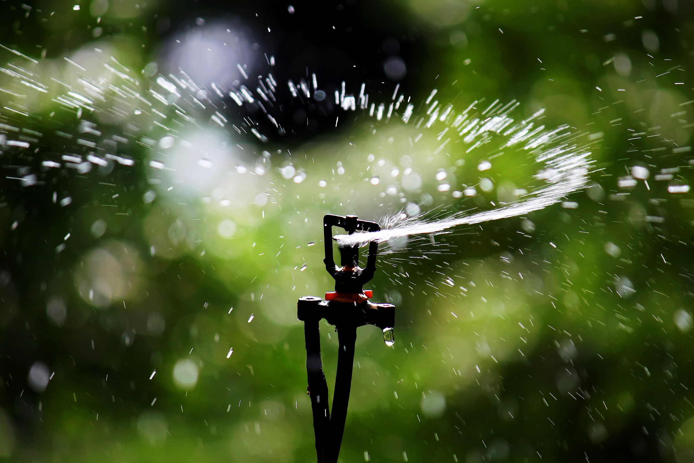 Drinking Water or Lawn Water?