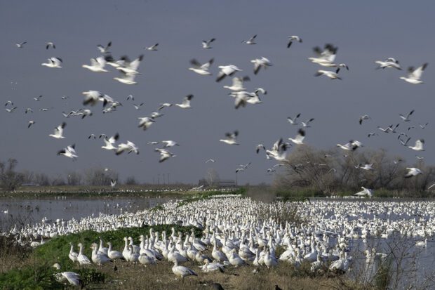 Snow geese at the Merced Wildlife Refuge on the Pacific Flyway, part of a cooperative effort between farmers and government wildlife agencies. Photo by Peter Maiden