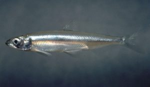 The tiny Delta smelt is an Endangered Species Act threatened species that has caused controversy over the amount of water that can be sustainably pumped from the Delta. Photo from Wikipedia (B. Moose Peterson, U.S. Fish and Wildlife Service)