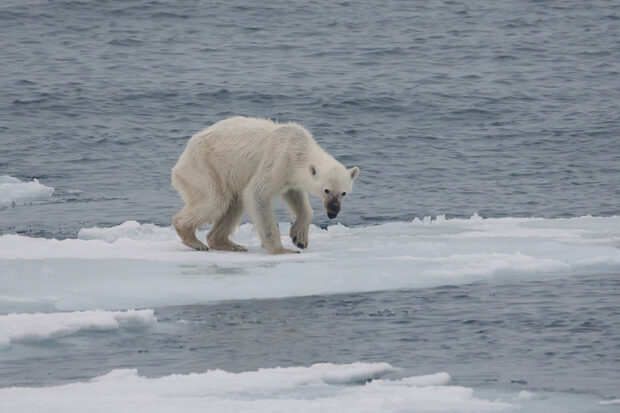 In summer, some polar bears do not make the transition from their winter residence on the Svalbard islands (in the Arctic) to the dense drift ice and pack ice of the high Arctic where they would find a plethora of prey. This is due to global climate change, which causes the ice around the islands to melt much earlier than previously. The bears need to adapt from their proper food to a diet of detritus, small animals, bird eggs and carcasses of marine animals. Often, they suffer starvation and are doomed to die. The number of these starving animals is sadly increasing. Photo courtesy of The Commons