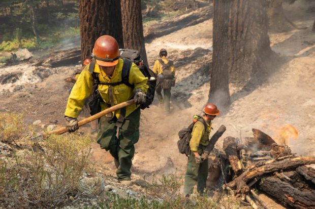 Tala de árboles de Yosemite Detenida Por Demanda Por Preocupaciones Ambientales